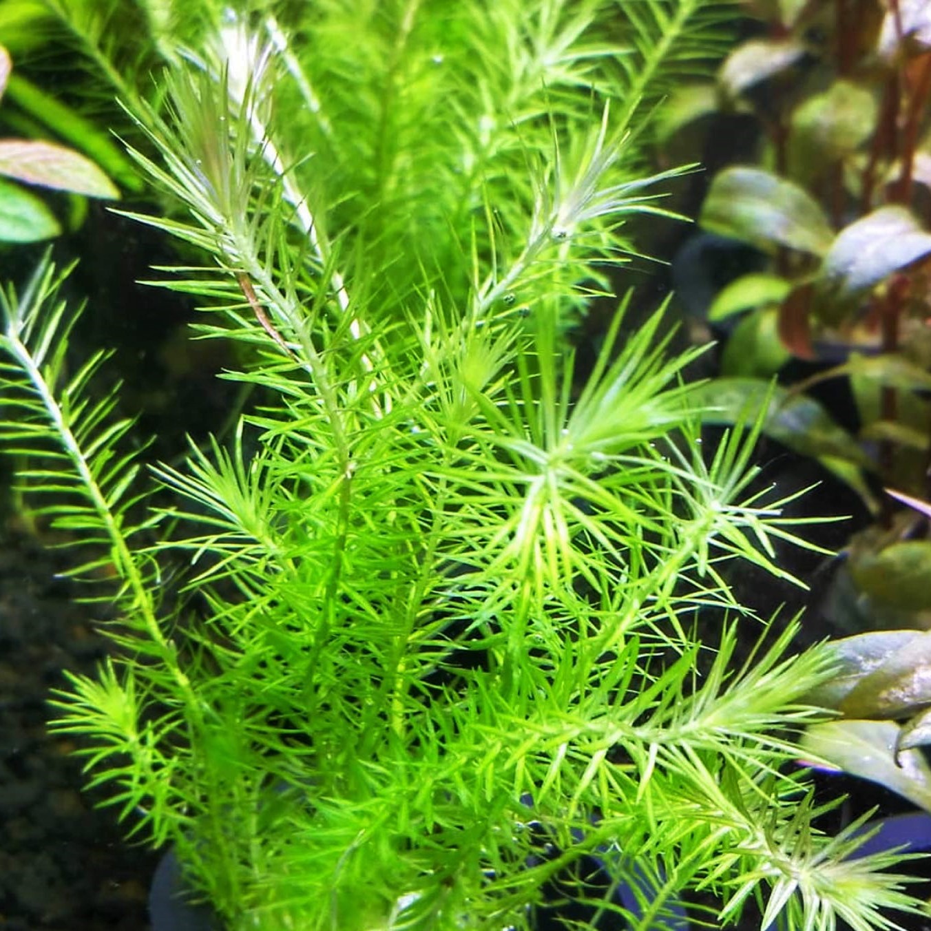 Mayaca fluviatilis in pot